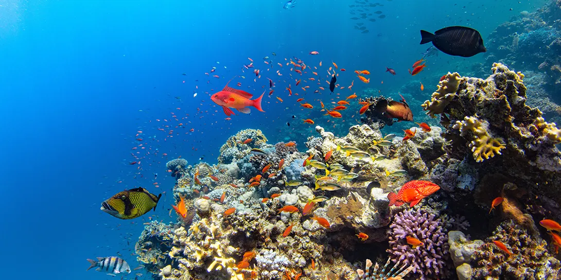 Coral Reef