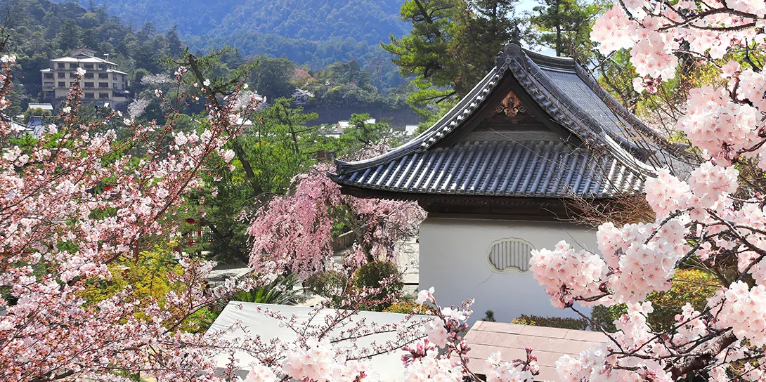 cherry blossom